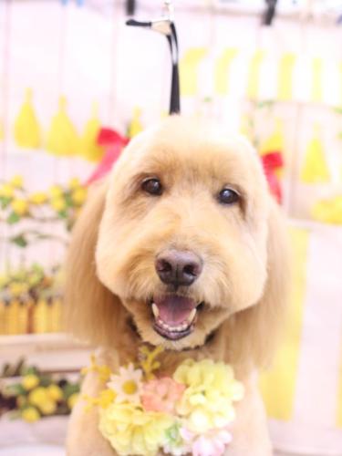 20240429レオくん